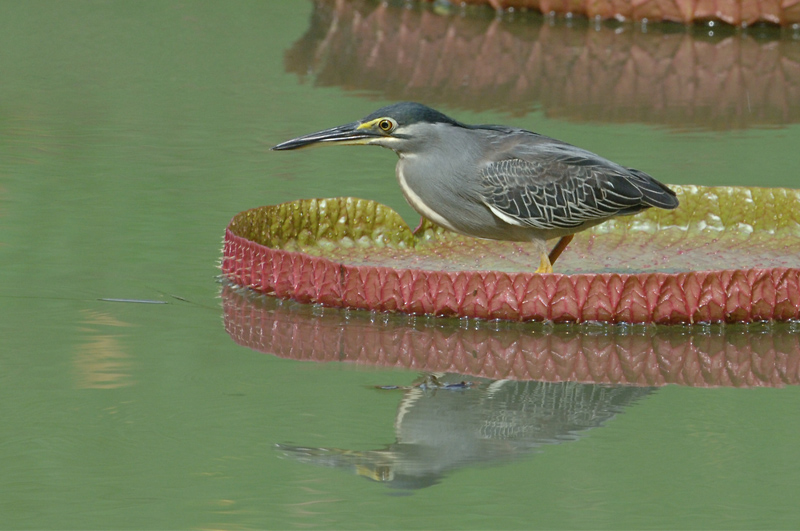 Heron, Striated @ Botanic Gardens