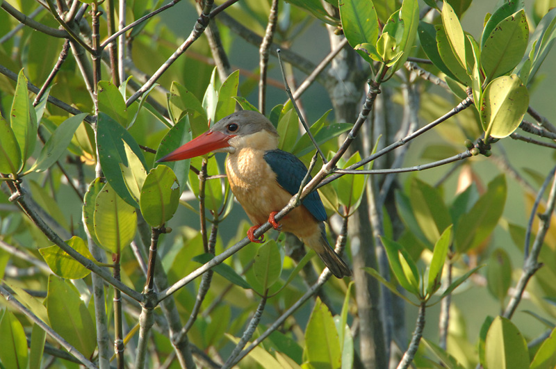 Kingfisher, Stork-Billed @ Pulau Ubin