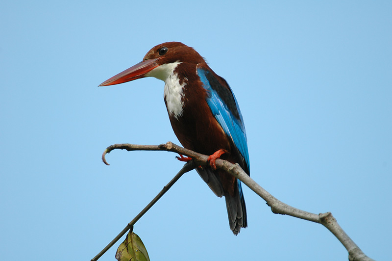 Kingfisher, White-throated @ Botanic Gardens