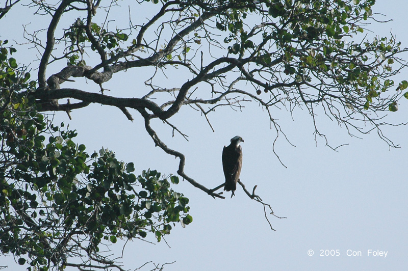 Osprey @ Sungei Buloh