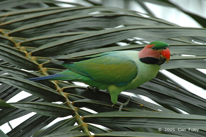 Parakeet, Long-Tailed (male) @ Botanic Gardens