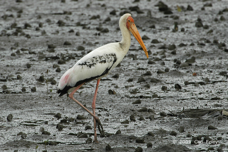 Stork, Painted @ Sungei Buloh