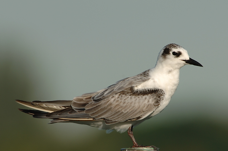 Tern, White-Winged (non-breeding) @ Kranji