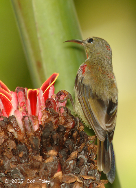 Sunbird, Crimson (juvenile male) @ MOG