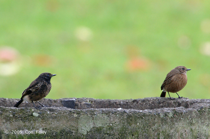 Bushchat, Pied (male & female) @ Bedugul