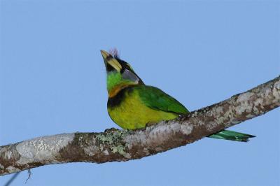 Barbet, Fire-tufted @ Jalan Richmond