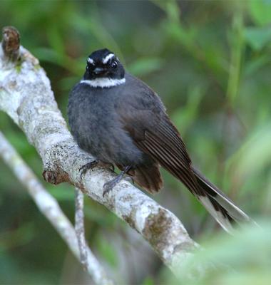 Fantail, White-throated