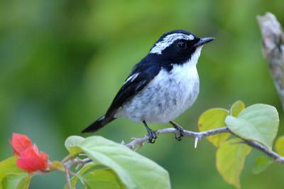 Flycatcher, Little Pied