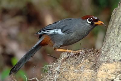 Laughingthrush, Chestnut-capped @ Jalang Ampang