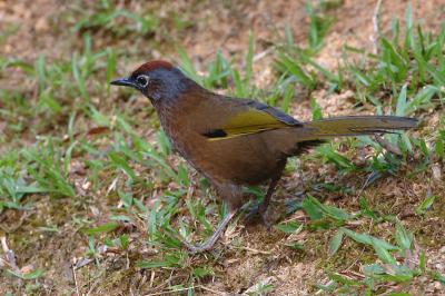 Laughingthrush, Chestnut-crowned @ Jelai Resort