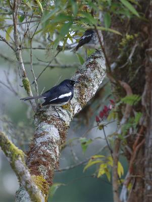 Robin, Oriental Magpie @ Jalang Ampang