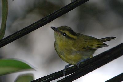 Warbler, Mountain Leaf @ Jelai Resort