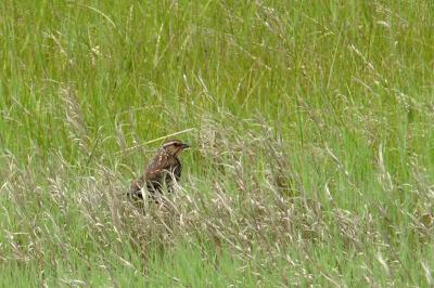 Blackbird, Red-winged (female) @ Plum Island, Mass