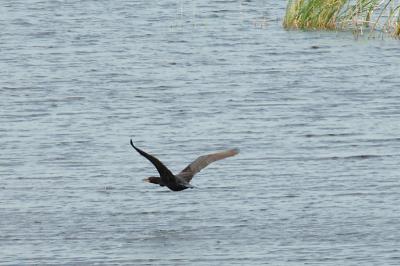 Cormorant, Double-crested @ Plum Island, Mass
