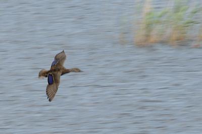 Duck, American Black @ Plum Island, Mass.