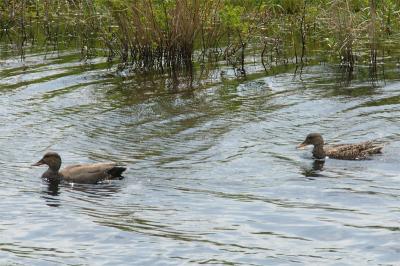 Duck, American Black @ Plum Island, Mass