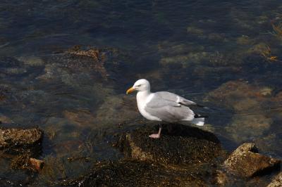 Gull, Herring @ Newport, RI