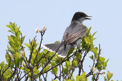 Kingbird, Eastern @ Plum Island, MA