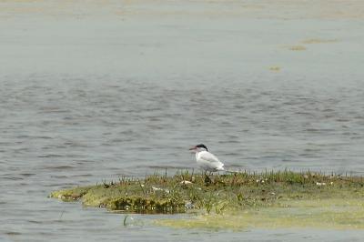 Tern, Common @ Plum Island, Mass
