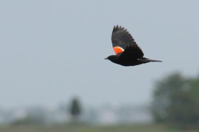Blackbird, Red-winged (male) @ Plum Island, Mass