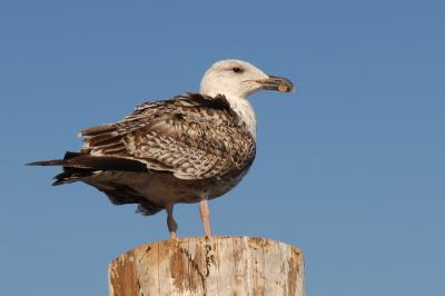 Gull, Great Black-backed (Juvenile) @ Newport, Rhode Island