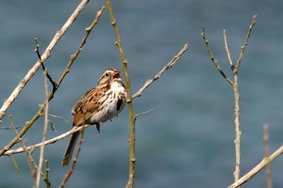 Sparrow, Song @ Newport, Rhode Island