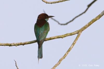 Bee-Eater, Blue-throated @ Neo Tiew Lane 2