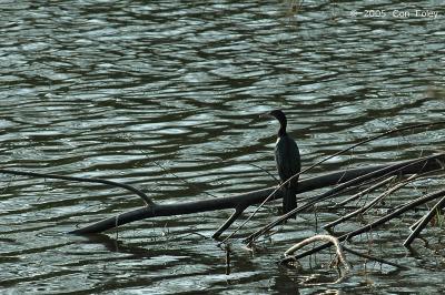 Cormorant, Little @ Phuket