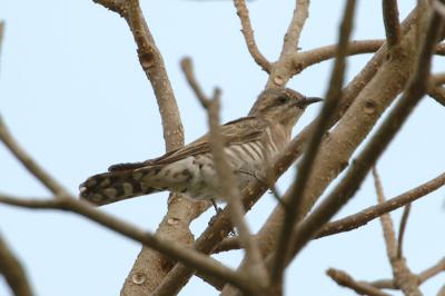Cuckoo, Horsfields Bronze Cuckoo @ Choa Chu Kang Cemetery