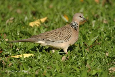 Dove, Spotted @ Botanic Garden