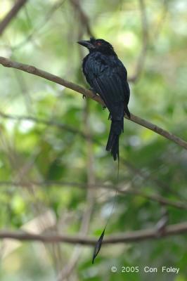 Drongo, Greater Racket-Tailed @ Upper Pierce