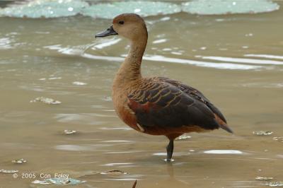 Duck, Lesser Whistling- @ Botanic Gardens