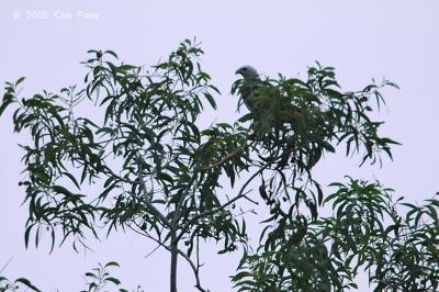 Eagle, White Bellied Fish @ Kuala Selangor, Malaysia