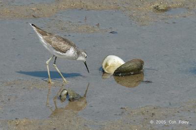 Sandpiper, Marsh