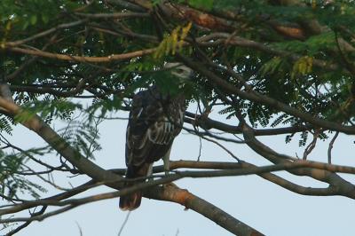 Eagle, Changeable Hawk (pale morph) @ Neo Tiew Lane 2