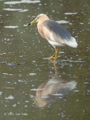 Heron, Javan Pond (breeding) @ Sungei Buloh