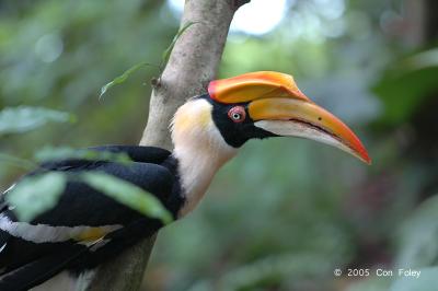 Hornbill, Great (female) @ Zoo