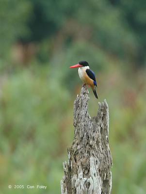 Kingfisher, Black-capped @ Kuala Selangor, Malaysia