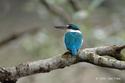 Kingfisher, Collared