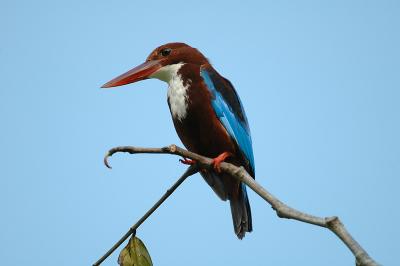 Kingfisher, White-throated