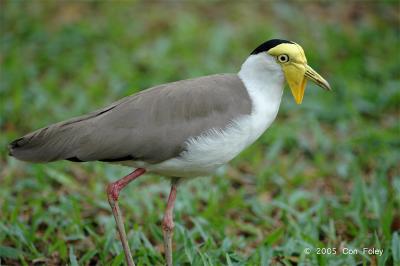 Lapwing, Masked @ Zoo