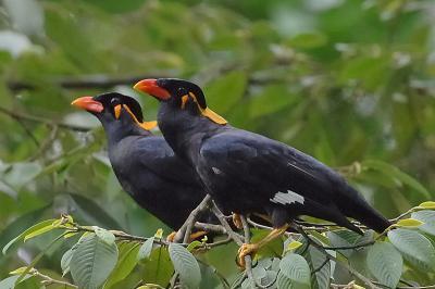 Myna, Common Hill @ MacRitchie