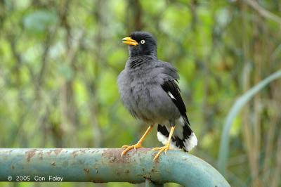 Myna, Javan @ Neo Tiew Road