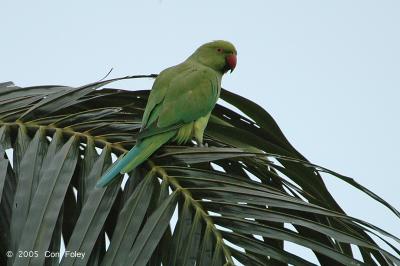 Parakeet, Rose-ringed (female) @ Botanic Garden