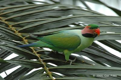 Parakeet, Long-Tailed (male) @ Botanic Gardens