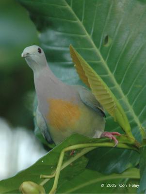 Pigeon, Pink-Necked (male) @ Sungei Buloh