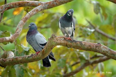 Pigeon, Rock @ Botanic Garden