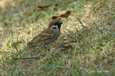 Sparrow, Eurasian Tree @ Botanic Garden