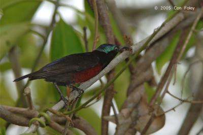 Sunbird, Purple-Throated (male) @ Pulau Ubin