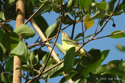 Sunbird, Brown-throated (female) @ Sungei Buloh